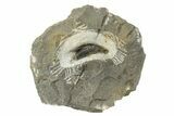 Detailed Diademaproetus Trilobite - One Half Prepared #234993-1